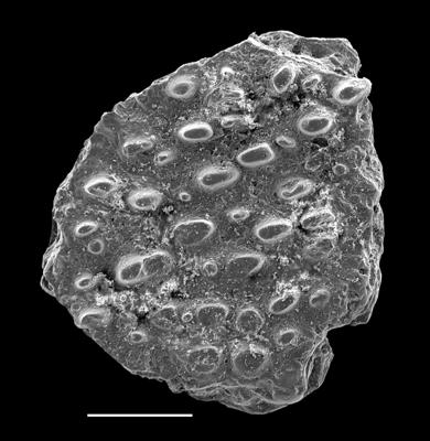 https://files.geocollections.info/large/62/6f/626fdda3-0aca-4178-9bd1-36e43ae12c73.jpg