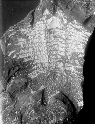 https://files.geocollections.info/large/62/73/6273fa0e-a60f-477a-a295-9194657a45fa.jpg