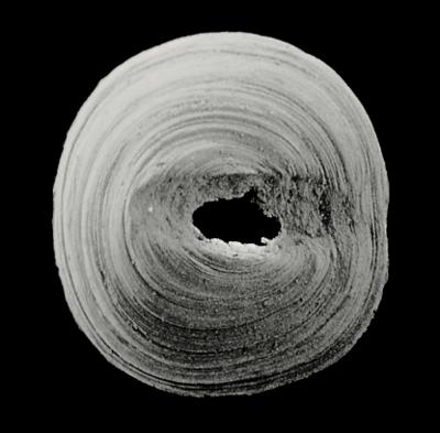 https://files.geocollections.info/large/62/a7/62a724b8-516a-40f6-9ca8-09b063c6d71a.jpg
