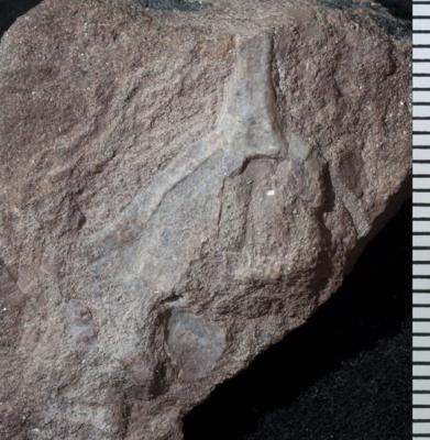 https://files.geocollections.info/large/62/ac/62ac731e-ff1a-42cf-9bb3-c93618ae380b.jpg
