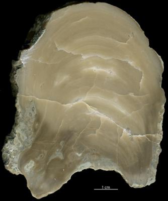 https://files.geocollections.info/large/62/b1/62b1e176-77a7-47b1-bebe-303ef2fe99c7.jpg