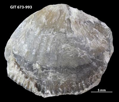 https://files.geocollections.info/large/62/cf/62cfdfc1-646a-44c8-bebb-0bad1b250bd1.jpg