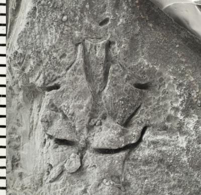 https://files.geocollections.info/large/62/db/62dbe35c-a365-4289-9aa2-39fc998f7a07.jpg