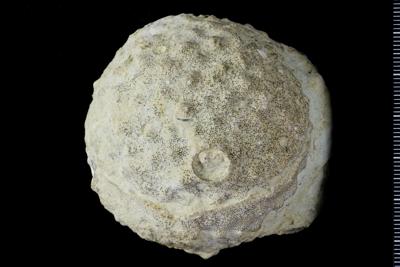 https://files.geocollections.info/large/63/05/630588cb-50b7-4c6b-a26c-b42d5f3e2d93.jpg