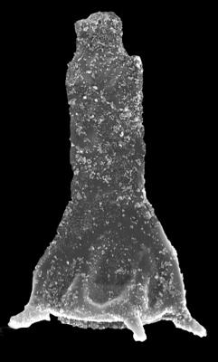 <i><i>Plectochitina pachyderma</i></i><br />Kolka 54 borehole, 575.00 m, Adavere Stage (546-46)