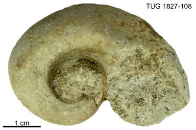 https://files.geocollections.info/large/63/19/6319a8f7-03a3-4848-9e65-b6c74feb3823.jpg