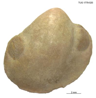 https://files.geocollections.info/large/63/30/6330c496-7f8a-423b-8556-c93876658684.jpg