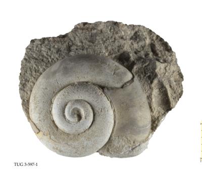 https://files.geocollections.info/large/63/44/63442121-7b02-4a7f-9581-2d2f8d259477.jpg