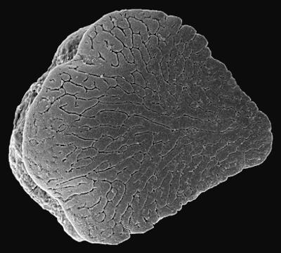 https://files.geocollections.info/large/63/78/637817be-895e-4f05-a6a7-96bd18c3c8a8.jpg