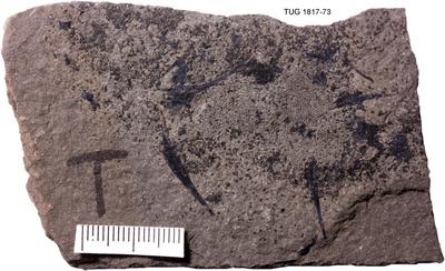 https://files.geocollections.info/large/63/99/63991fc7-134b-49ee-81e6-14a99fe7924d.jpg