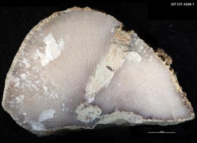 <i>Trypanites isp.</i><br />Sõmeru,  m, Keila Stage