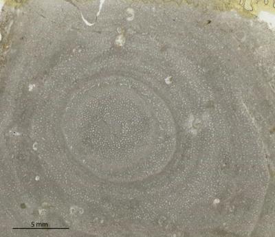 https://files.geocollections.info/large/63/f2/63f2f755-1af7-438d-9747-06350bdef88c.jpg