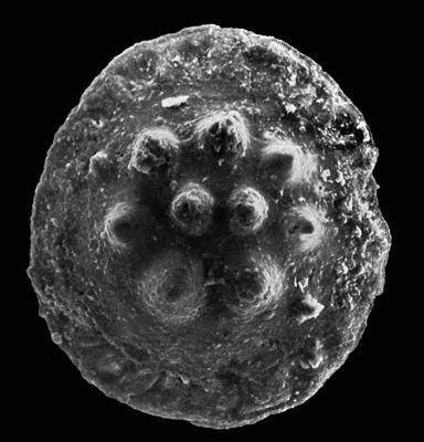 https://files.geocollections.info/large/63/fd/63fd3d10-1e4a-42c2-80ca-beaf18b77e2f.jpg