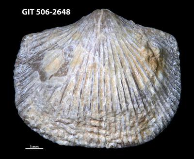 https://files.geocollections.info/large/64/05/6405ab14-61a4-4e84-b0f2-4983ae78c00e.jpg