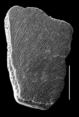 https://files.geocollections.info/large/64/06/64061287-388d-4685-8419-9f694605c570.jpg