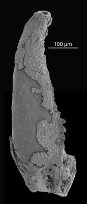 <i>Hindenites sp. 1</i><br />Blankenheimerdorf section, Eifel region,  m, Eifelian