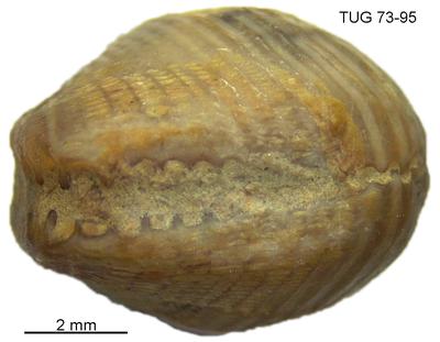 https://files.geocollections.info/large/64/41/6441cafd-8d87-4460-869d-532018625713.jpg