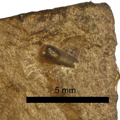 https://files.geocollections.info/large/64/4d/644dc792-20b9-4f08-8143-32467cfb923b.jpg