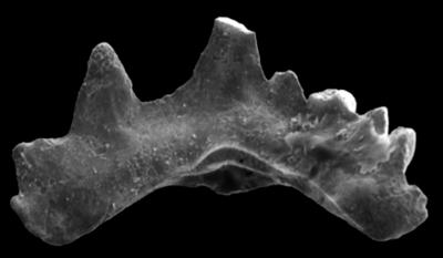 https://files.geocollections.info/large/64/57/6457d5f0-7eb1-421a-83d3-63a1c6fc58c4.jpg