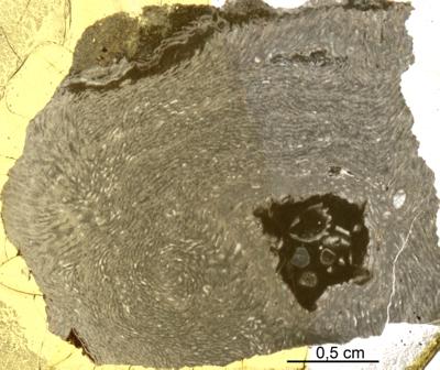 https://files.geocollections.info/large/64/5e/645eedd2-d201-4f86-bc97-96217f01d85a.jpg