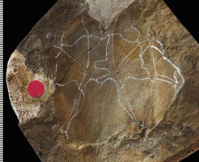https://files.geocollections.info/large/64/86/64864428-31e4-4516-b7c0-f0ee69e7c91e.jpg
