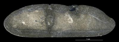 <i></i><br />Kopli quarry,  m, Lower Cambrian (old nomenclature)