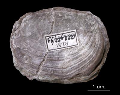 https://files.geocollections.info/large/64/8a/648a7c45-ea90-41c6-b8c1-b4f14899243b.jpg