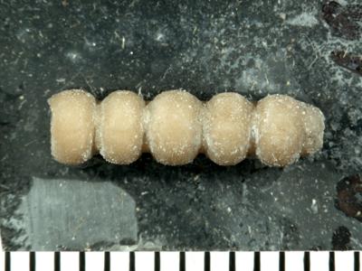 https://files.geocollections.info/large/64/b7/64b7b06b-4a6f-40fc-87d5-8518071801b8.jpg