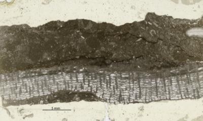 https://files.geocollections.info/large/64/ca/64ca29ab-53e4-4d64-8580-42510c71489a.jpg