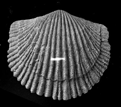 https://files.geocollections.info/large/65/05/6505c383-f46d-412e-bc43-d88c1be72a71.jpg