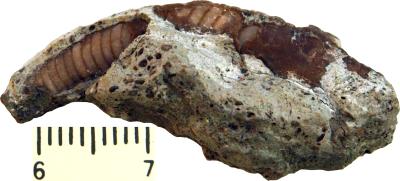 https://files.geocollections.info/large/65/27/65273675-cf98-43d5-8021-99984771c302.jpg