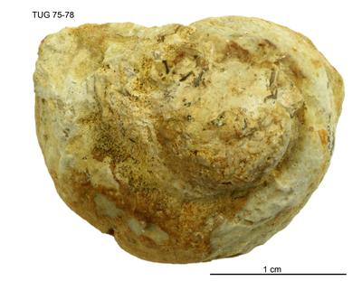 https://files.geocollections.info/large/65/36/6536eda3-cfc3-474c-9aef-e1804e66fd16.jpg