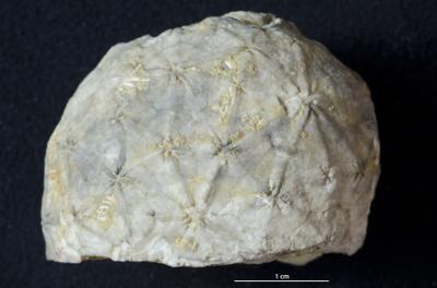 https://files.geocollections.info/large/65/49/65494ae0-56f3-4912-9692-019946135f85.jpg