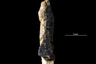 https://files.geocollections.info/large/65/58/6558323f-51e6-4ed2-9d72-7175bca36132.jpg
