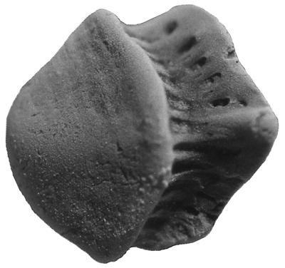 https://files.geocollections.info/large/65/72/65725f85-8775-4653-884d-905bd9b23fe5.jpg