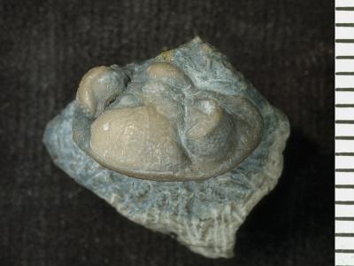 https://files.geocollections.info/large/65/c1/65c17faa-fec0-4c4e-b186-f7fef2666332.jpg
