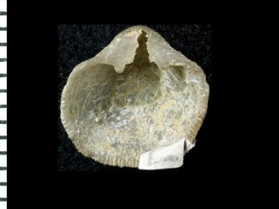 https://files.geocollections.info/large/65/d2/65d20982-67ee-4574-9624-a46aee7acd54.jpg