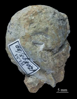 https://files.geocollections.info/large/65/d2/65d248a9-706b-4eb5-97e1-ead4c73b14c9.jpg