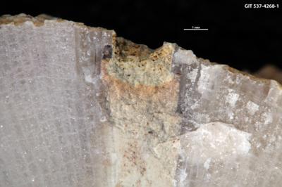 <i>Trypanites isp.</i><br />Sõmeru,  m, Keila Stage