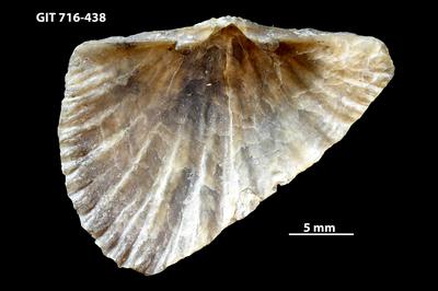 https://files.geocollections.info/large/65/f0/65f04a94-154c-4ad5-b500-118d24bbdce1.jpg