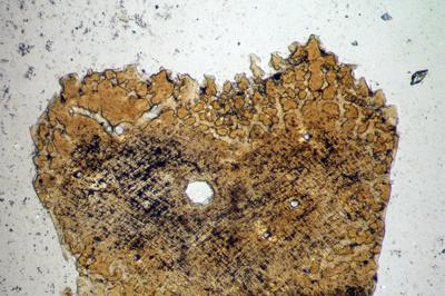 https://files.geocollections.info/large/65/f3/65f3f8d3-9e4e-404e-bdfc-2e4d49c69fba.jpg