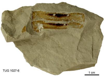https://files.geocollections.info/large/66/14/6614b376-c7af-4768-b4f2-9b8d6fbd2da5.jpg