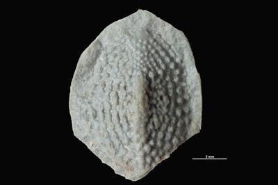 https://files.geocollections.info/large/66/25/6625b36c-6720-41fe-b51b-296292018a49.jpg
