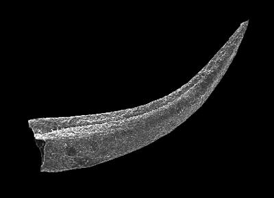 https://files.geocollections.info/large/66/4b/664b32f7-fcbd-40b1-972f-f8021bbb4db4.jpg