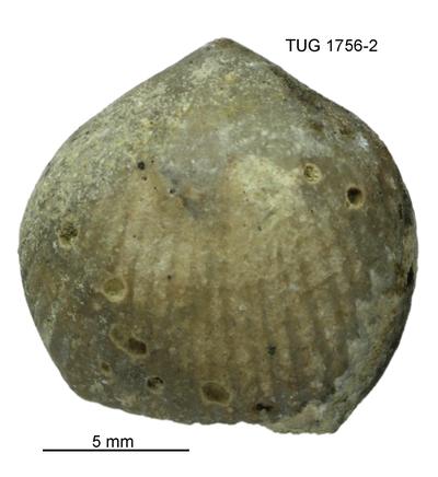 https://files.geocollections.info/large/66/50/6650ed70-f6cd-43ac-beb0-e736fb90c85b.jpg