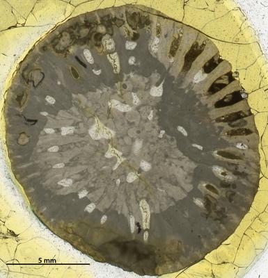 https://files.geocollections.info/large/66/6d/666df05a-1625-44b0-b9c0-1b3226c71afc.jpg
