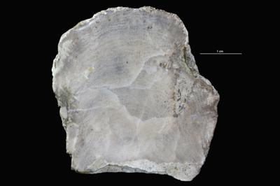 <i>Sanctum? isp.</i><br />Aseri cliff,  m, Kunda Stage