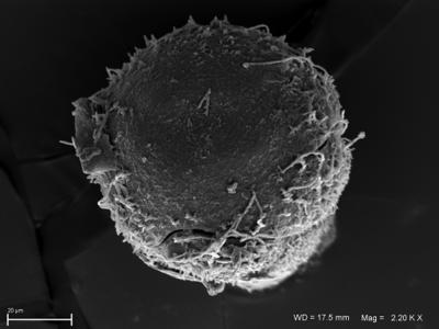 https://files.geocollections.info/large/66/ae/66ae3b62-bec6-4fb9-ae0c-60a2b71cc530.jpg
