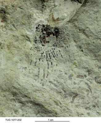 https://files.geocollections.info/large/66/cc/66cc2c1f-cb3f-433a-9e28-51c29a3cbdaf.jpg