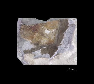 https://files.geocollections.info/large/66/d8/66d8aab3-496d-450b-b22d-74b40c2a09ad.jpg
